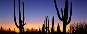 saguaro-national-park